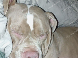 Bulldog mix