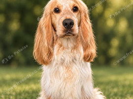 Cocker spaniel for stud