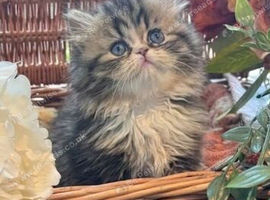 Beautiful fluffy Persian kittens