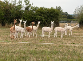 ALPACAS FOR SALE FANTASTIC BREEDING
