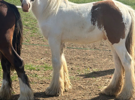 Pretty cob colt yearling