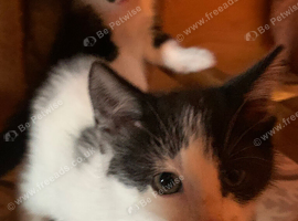 Adorable black and white kittens