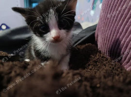 4 kittens