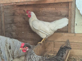 White chicken