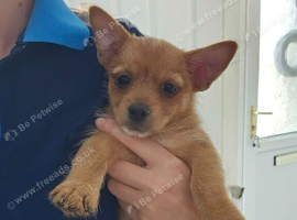 1 xYorkshire terrier x Pomeranian
