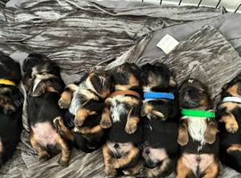 Stunning doby shih tzu puppies
