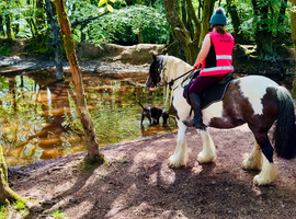 10 year old Coloured cob mare