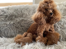 ️ EXCEPTIONAL DEEP RED TOY POODLE PUPPIES &ndash; KC REGISTERED ️