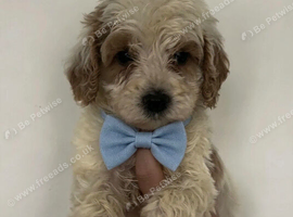 Cockapoo puppies for sale