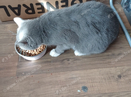 Cat Wanted for Cuddles free to a good.homr or minimal cost.