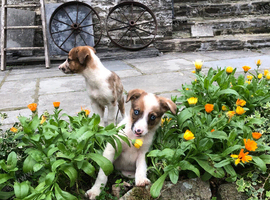 Welsh Sheepdog pups