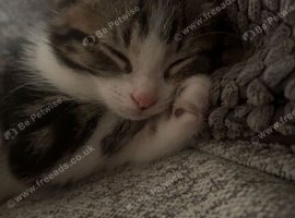 1 kitten for adoption