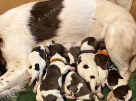 8 KC registered english springer spaniels