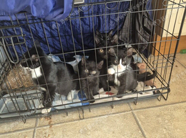 Lots of kittens