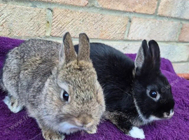 Baby Netherland Dwarf Bucks