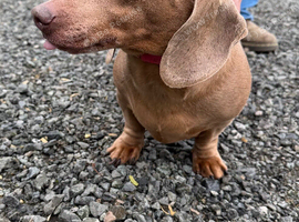 Dachshund boy