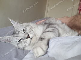 Maine Coon Kitten  with PAPERS  . BOY Born March 18th High Silver