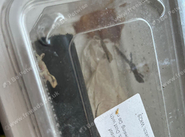Mourning Geckos