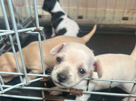 Beautiful smooth hair chihuahua puppies