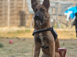 6month old German Shepherd girl