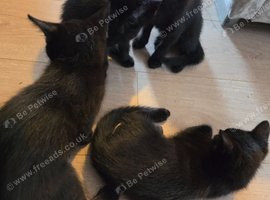 2 left - 5 beautiful fluffy black kittens for sale