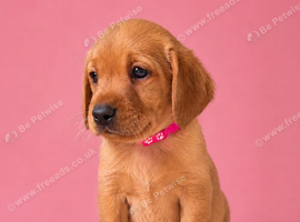 Yellow/dark yellow Labradors
