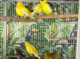 Canaries Glasgow