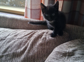 Black kand white kittens