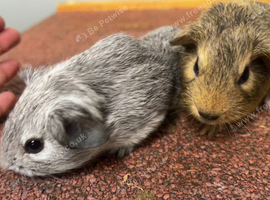 Female Baby guinea pigs