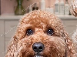 Cavapoo for stud