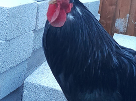 Chicken for sale