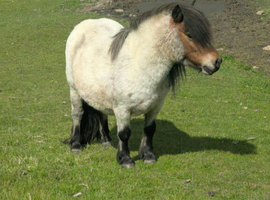Registered standard shetland mare