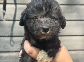 Pure silver bedlington terriers