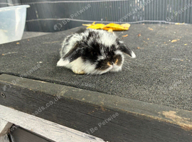 Mini lops ready to reserve