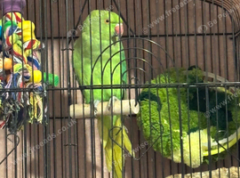&Uacute;ntame 1 year old green Indian ringneck