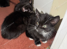 Kittens for a good home