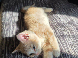 Beautiful Bengal Cross Kittens &ndash; Tabby, Calico & Ginger &ndash; Ready Soon