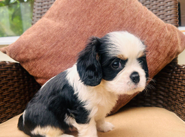Kc LITTER OF 4 DNA CLEAR CAVALIER PUPPYS