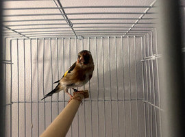 P Throat Goldfinch Hen 2025
