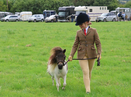Miniature mare