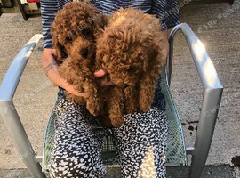 Last boy. DEEP RED Toy Poodle puppy