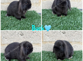 Pure breed mini loo buck