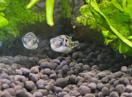 6 x pea puffers plus aquarium