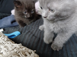 Half psrsian kittens