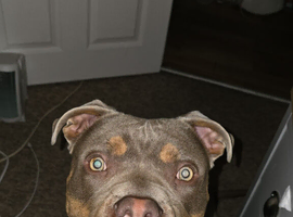 Male american bully 7month old