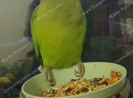 Baby Green ringneck parrot