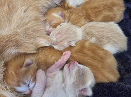 4 ginger & white male kittens