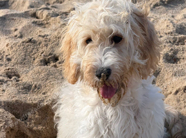 Cockapoo