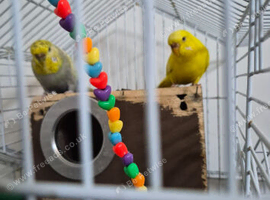2 budgies  need gone asap
