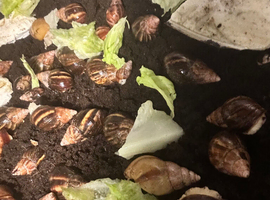 African land snails